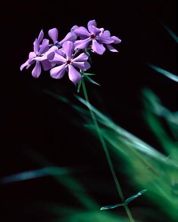 Small flowers_